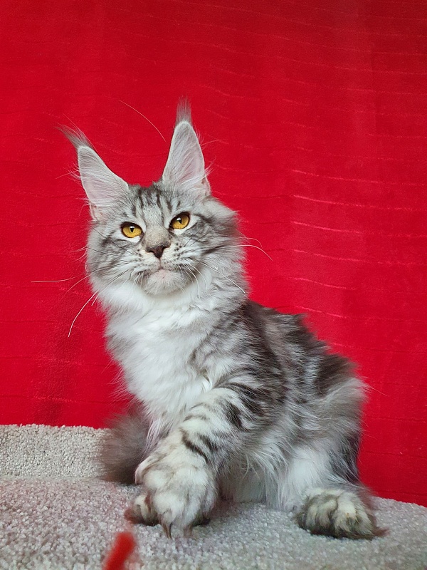Zara Akbars (polydactyl) 65/66 - Kitten maine-coon 6 months 1 week