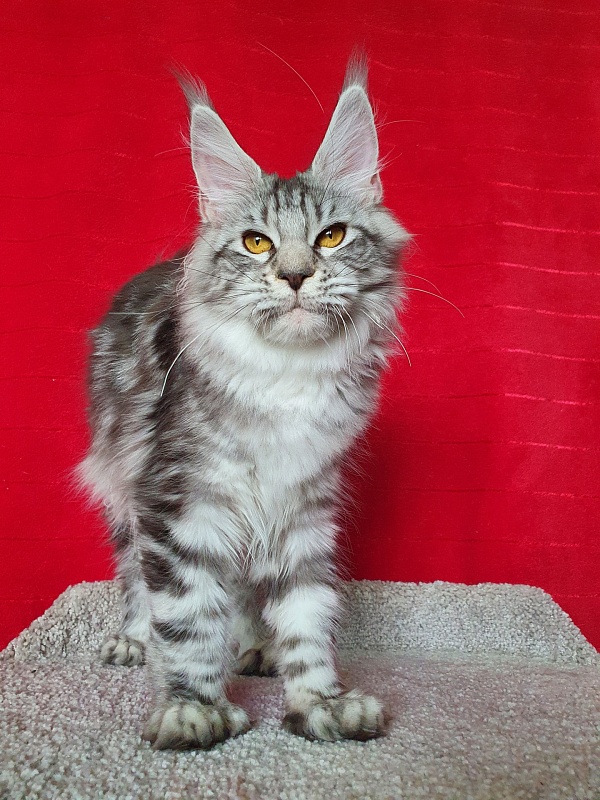 Zara Akbars (polydactyl) 65/66 - Kitten maine-coon 6 months 1 week