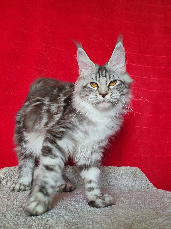 Zara Akbars (polydactyl) 65/66 - Kitten maine-coon 6 months 1 week