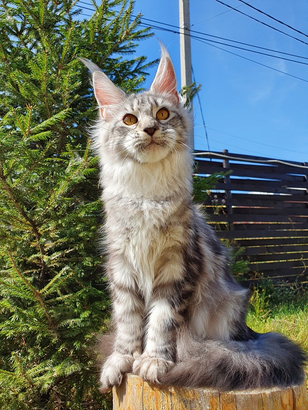 Zara Akbars (polydactyl) 65/66 - Kitten maine-coon 6 months 2 weeks