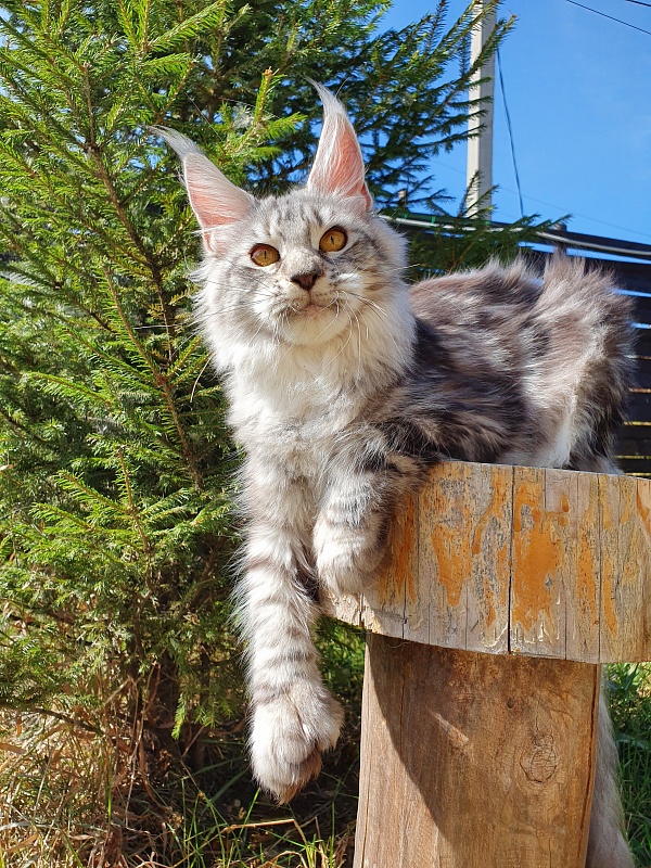 Zara Akbars (polydactyl) 65/66 - Kitten maine-coon 6 months 2 weeks