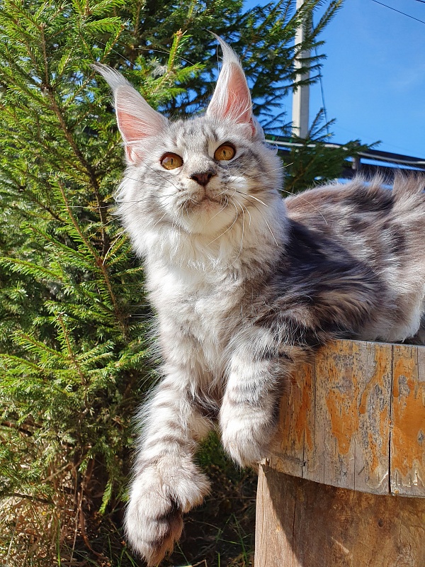 Zara Akbars (polydactyl) 65/66 - Kitten maine-coon 6 months 2 weeks
