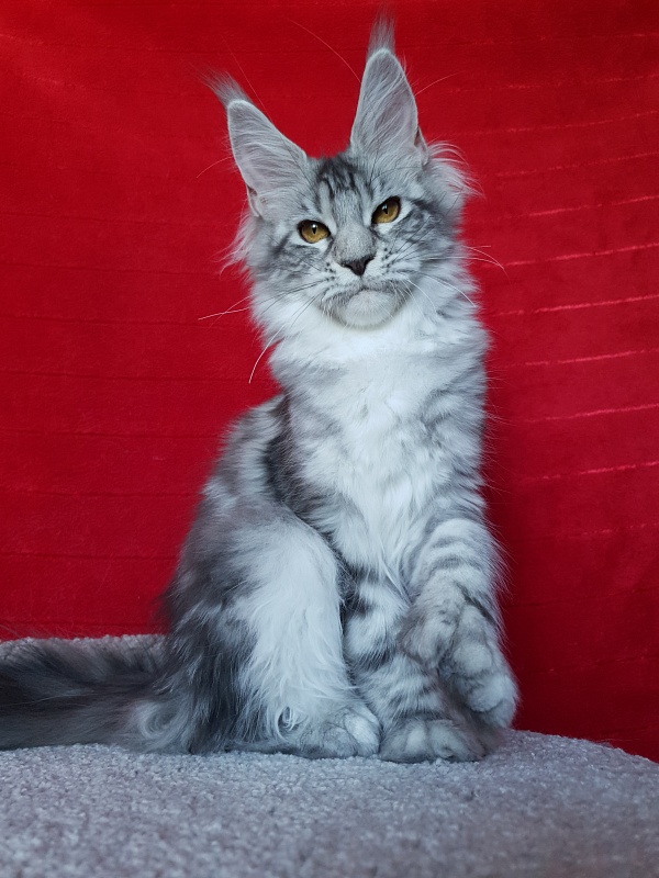Zara Akbars (polydactyl) 65/66 - Kitten maine-coon 5 months 2 weeks