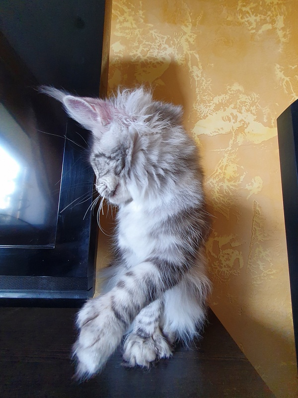 Zara Akbars (polydactyl) 65/66 - Kitten maine-coon 6 months 3.5 weeks