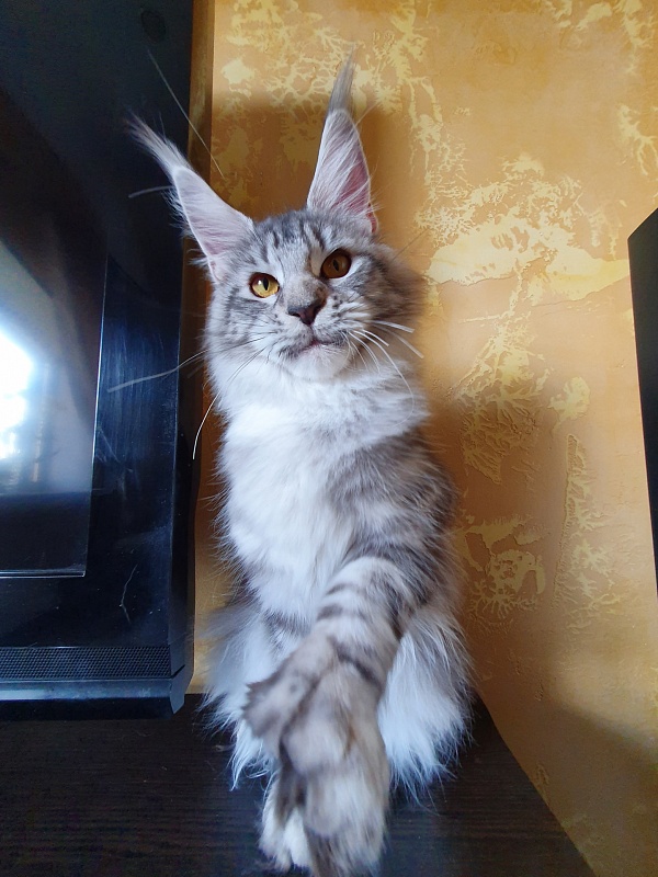 Zara Akbars (polydactyl) 65/66 - Kitten maine-coon 6 months 3.5 weeks