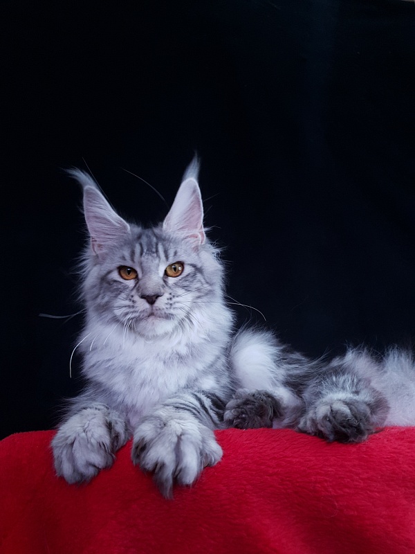 Zara Akbars (polydactyl) 65/66 - Junior maine-coon 7 months 0.5 weeks