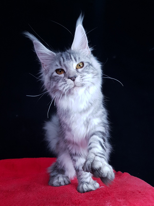 Zara Akbars (polydactyl) 65/66 - Junior maine-coon 7 months 0.5 weeks