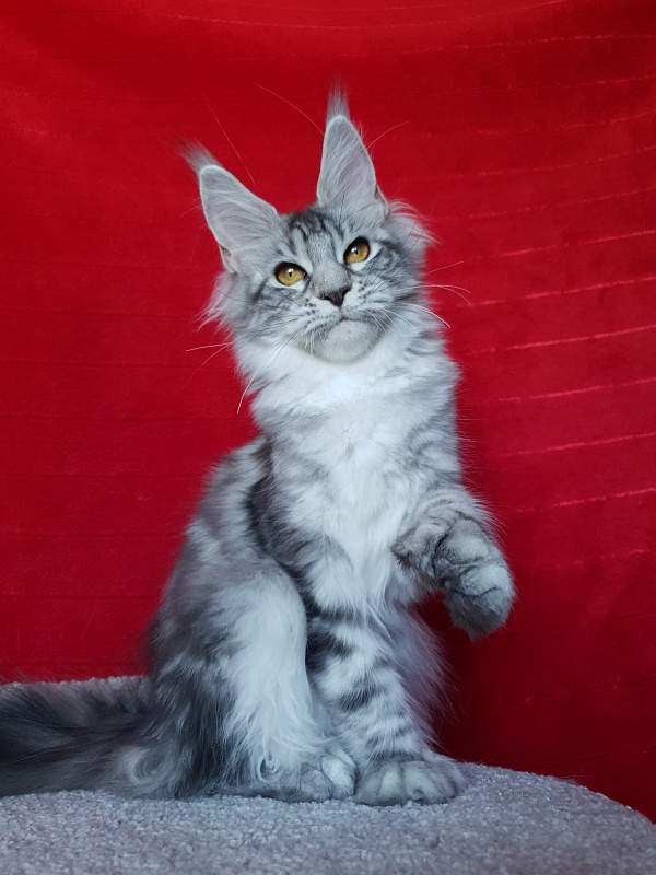 Zara Akbars (polydactyl) 65/66 - Kitten maine-coon 5 months 2 weeks