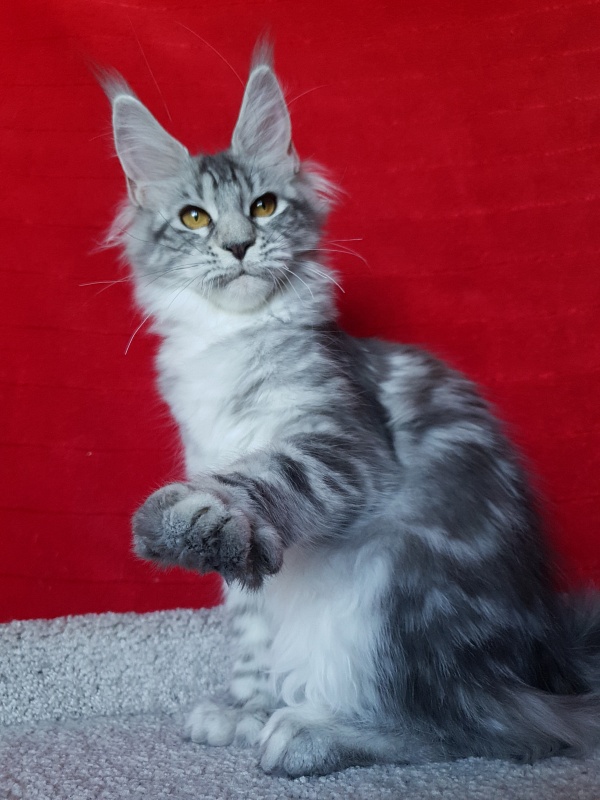 Zara Akbars (polydactyl) 65/66 - Kitten maine-coon 5 months 2 weeks