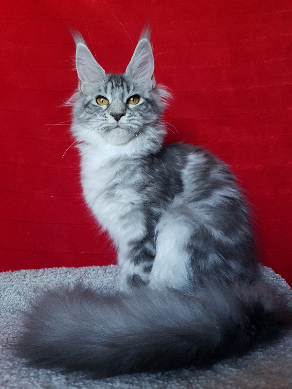 Zara Akbars (polydactyl) 65/66 - Kitten maine-coon 5 months 2 weeks