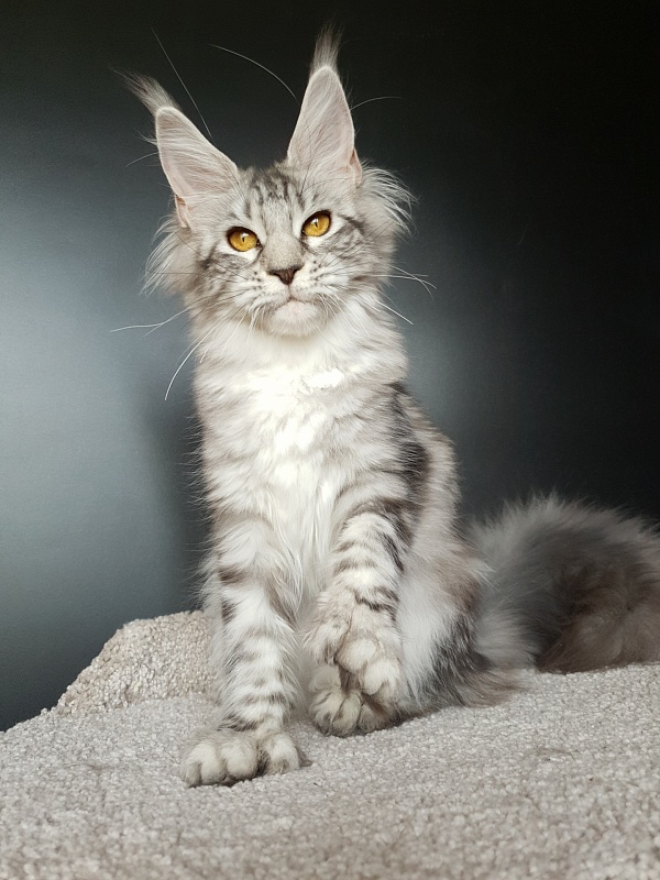 Zara Akbars (polydactyl) 65/66 - Kitten maine-coon 5 months 2.5 weeks