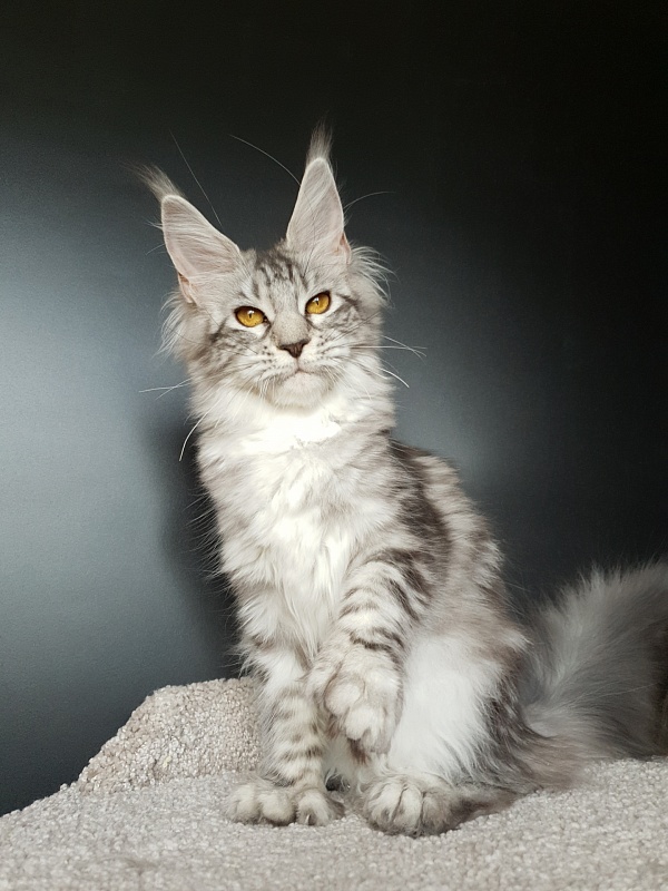 Zara Akbars (polydactyl) 65/66 - Kitten maine-coon 5 months 2.5 weeks