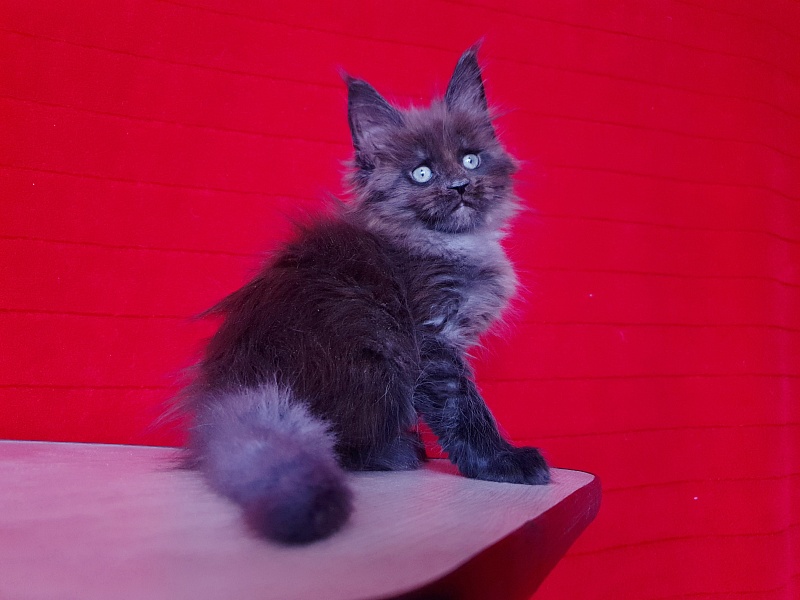 Evil  Akbars - Kitten maine-coon 1 month 4 weeks