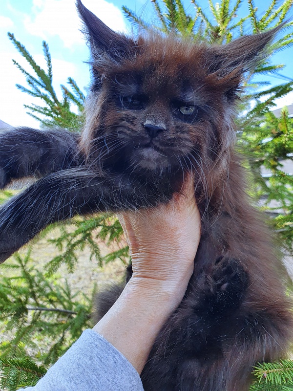 Evil  Akbars - Kitten maine-coon 2 months 0.5 weeks