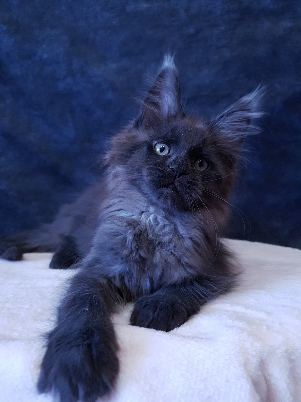Evil  Akbars - Kitten maine-coon 2 months 3 weeks
