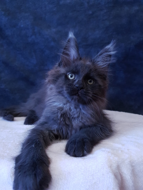 Evil  Akbars - Kitten maine-coon 2 months 3 weeks