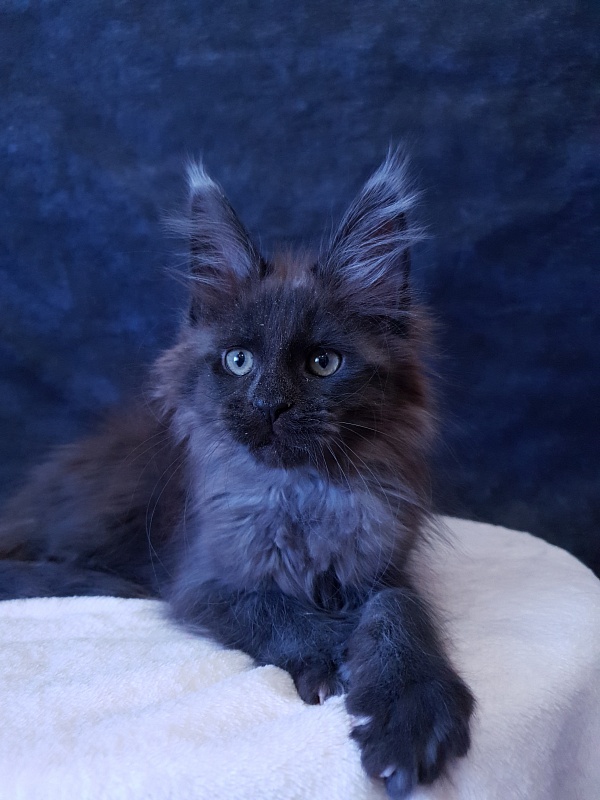 Evil  Akbars - Kitten maine-coon 2 months 3 weeks
