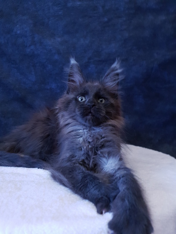 Evil  Akbars - Kitten maine-coon 2 months 3 weeks