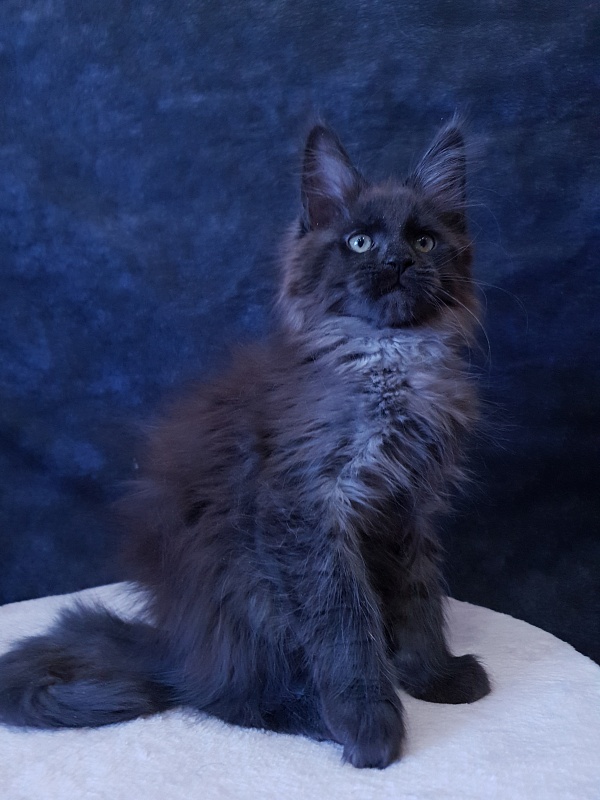 Evil  Akbars - Kitten maine-coon 2 months 3 weeks
