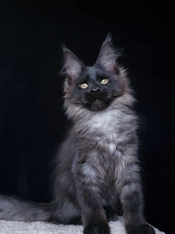 Evil  Akbars - Kitten maine-coon 3 months 2.5 weeks