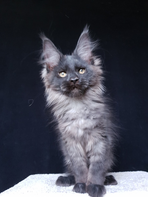 Evil  Akbars - Kitten maine-coon 3 months 2.5 weeks