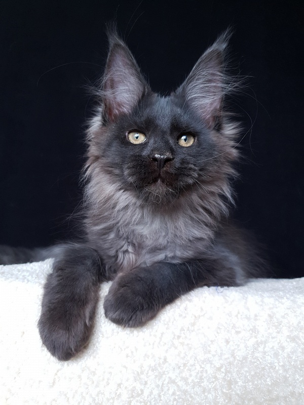 Evil  Akbars - Kitten maine-coon 3 months 2.5 weeks
