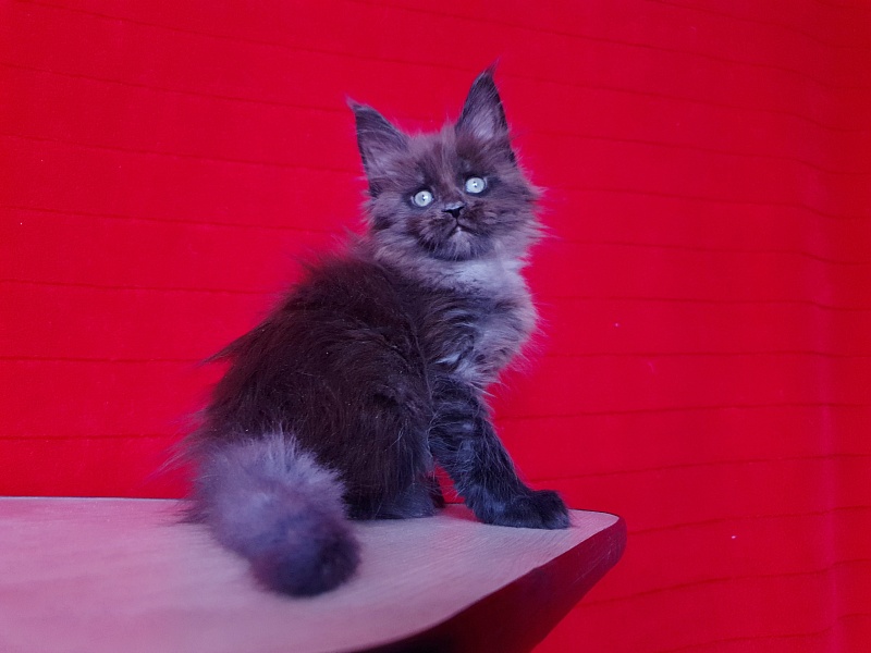 Evil  Akbars - Kitten maine-coon 1 month 4 weeks