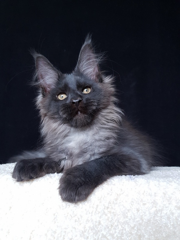 Evil  Akbars - Kitten maine-coon 3 months 2.5 weeks