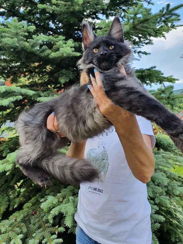 Evil  Akbars - Kitten maine-coon 4 months 1 week
