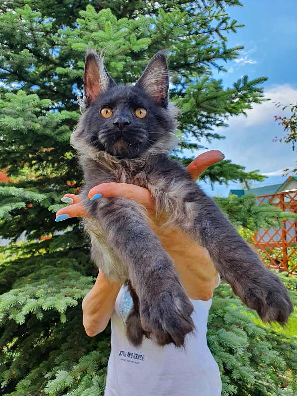 Evil  Akbars - Kitten maine-coon 4 months 1 week