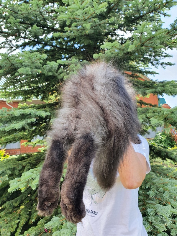 Evil  Akbars - Kitten maine-coon 4 months 1 week