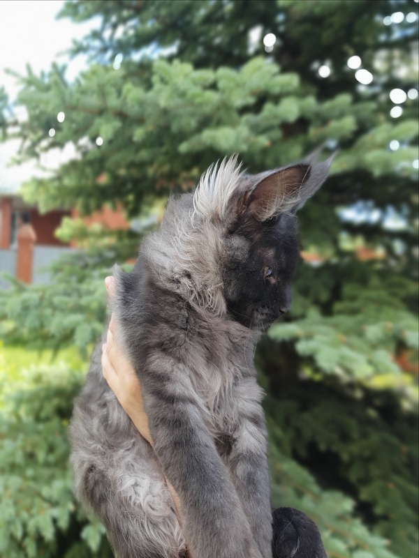 Evil  Akbars - Kitten maine-coon 4 months 1 week