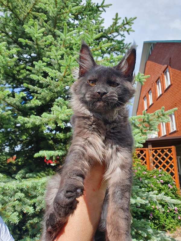 Evil  Akbars - Kitten maine-coon 4 months 1 week