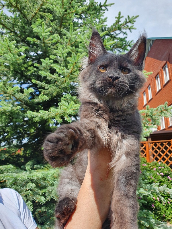 Evil  Akbars - Kitten maine-coon 4 months 1 week