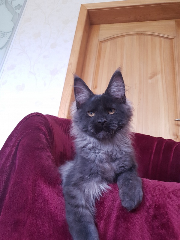 Evil  Akbars - Kitten maine-coon 4 months 1 week