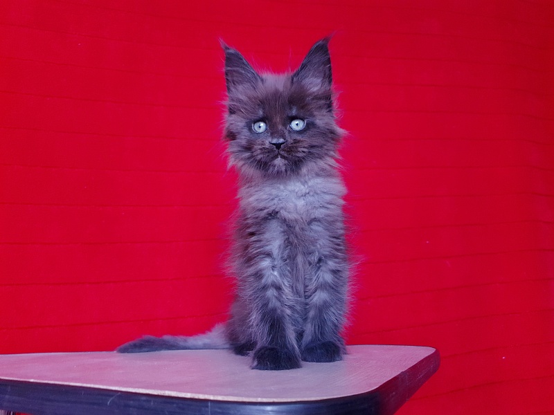 Evil  Akbars - Kitten maine-coon 1 month 4 weeks
