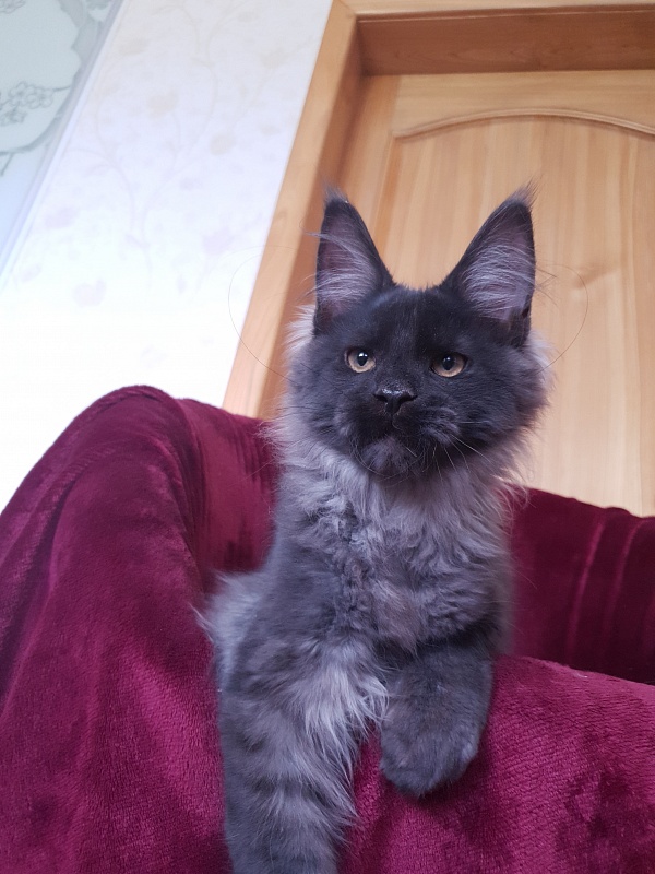 Evil  Akbars - Kitten maine-coon 4 months 1 week