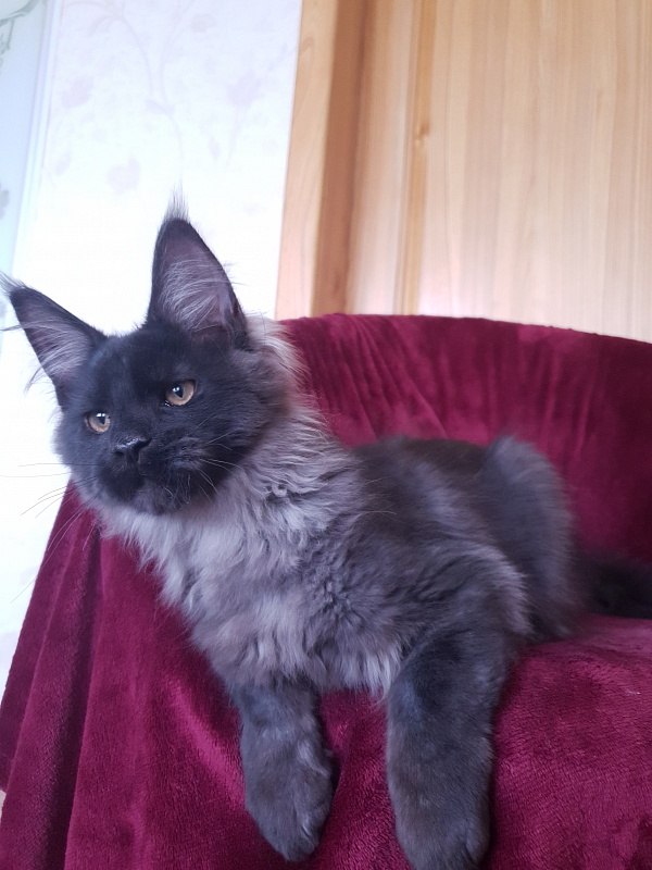 Evil  Akbars - Kitten maine-coon 4 months 1 week