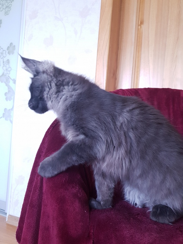 Evil  Akbars - Kitten maine-coon 4 months 1 week