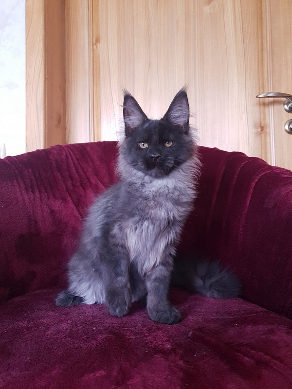 Evil  Akbars - Kitten maine-coon 4 months 1 week