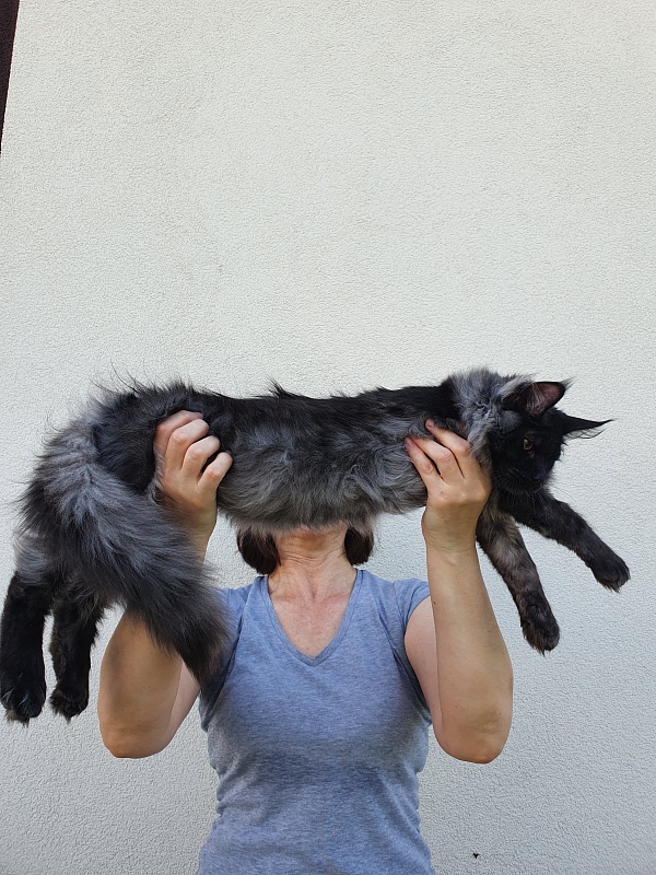 Evil  Akbars - Kitten maine-coon 5 months