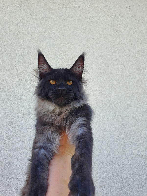 Evil  Akbars - Kitten maine-coon 5 months