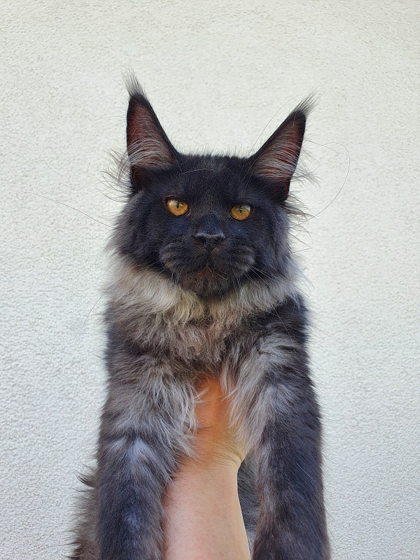 Evil  Akbars - Kitten maine-coon 5 months