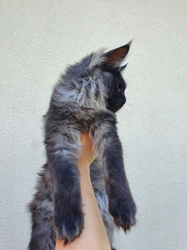 Evil  Akbars - Kitten maine-coon 5 months