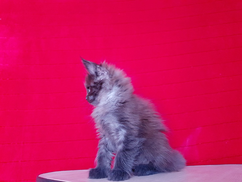 Evil  Akbars - Kitten maine-coon 1 month 4 weeks