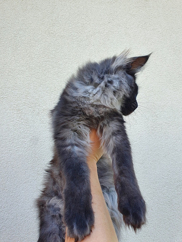 Evil  Akbars - Kitten maine-coon 5 months