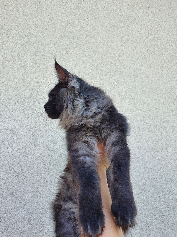 Evil  Akbars - Kitten maine-coon 5 months