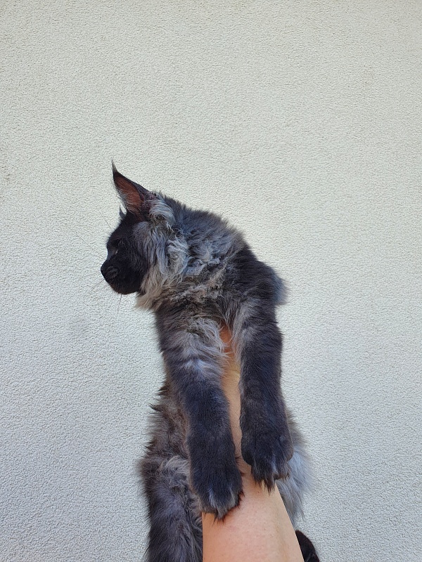 Evil  Akbars - Kitten maine-coon 5 months