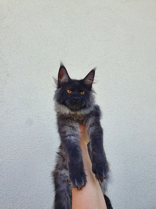 Evil  Akbars - Kitten maine-coon 5 months