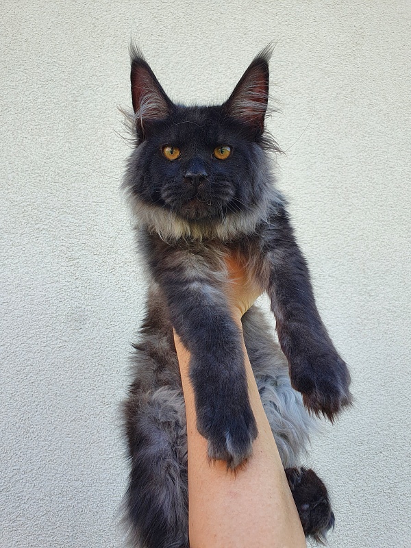 Evil  Akbars - Kitten maine-coon 5 months